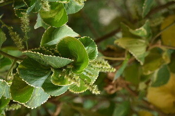 beautiful green plant with fresh leaves