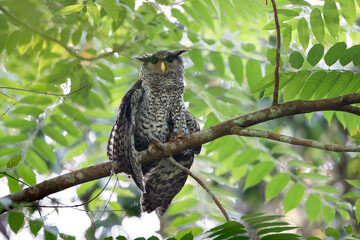 Beautiful  subacute Spot-bellied eagle-owl, high angle view, front shot, sitting and dressed upon the branch in tropical forest, national park in lower central of Thailand.