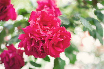 red roses in garden