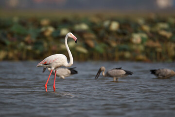 Obraz premium Beautiful bird, Greater Flamingo, low angle view, side shot, in the morning foraging with another water birds in nature at the middle of biggest swamp, non-hunting area in northern Thailand.