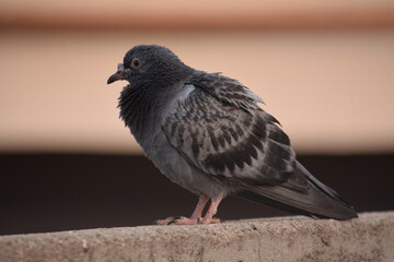 Fototapeta premium relaxing grey color pigeon on the wall