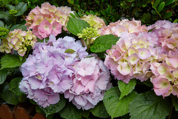 Hydrangea at Glover Garden, Nagasaki, Japan