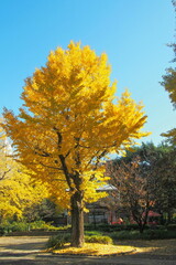 黄色く色づいたイチョウ
