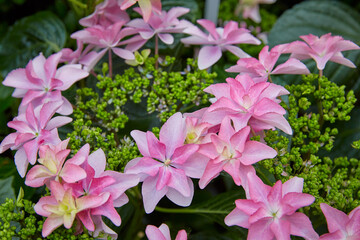 Hydrangea at Glover Garden, Nagasaki, Japan