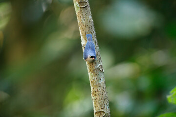 Beautiful adult Velvet-fronted nuthatch, high angle view, rear shot, feed on insects in the bark of trees, foraging on the tree trunk in nature of tropical moist forest, the national park in Thailand.
