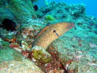 Naklejka na ściany i meble Yellow edged moray eel emerging from reef