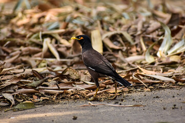 The common myna or Indian myna (Acridotheres tristis), sometimes spelled mynah, is a member of the family Sturnidae (starlings and mynas) native to Asia.