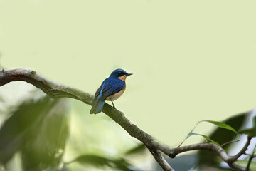 Beautiful bird, adult female Malaysian blue flycatcher, high angle view, side shot, in the morning perching on the branch in nature of tropical moist rainforest, the national park in southern Thailand