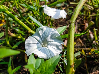 Calystegia sepium is a species of bindweed, with a subcosmopolitan distribution throughout the temperate Northern and Southern hemispheres.