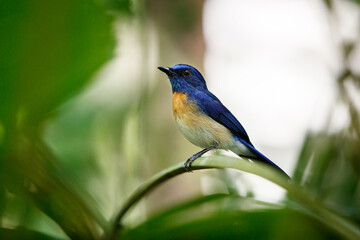 Beautiful bird, adult male Malaysian blue flycatcher, high angle view, side shot, perching on the branch in the morning in nature of tropical moist rainforest, the national park in southern Thailand.