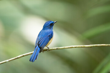 Beautiful bird, adult male Malaysian blue flycatcher, high angle view, side shot, perching on the branch in the morning in nature of tropical moist rainforest, the national park in southern Thailand.