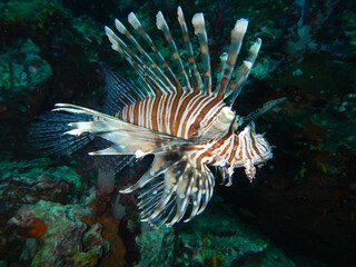 Red Lionfish (Firefish) in full view