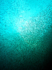 School of glass fish backlit by the sun