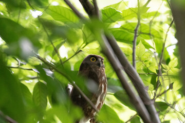 Brown hawk-owl in a temple of Tokyo
