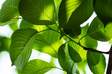 Green light created by overlapping leaves