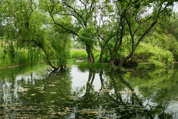 tree from the waterr in the park