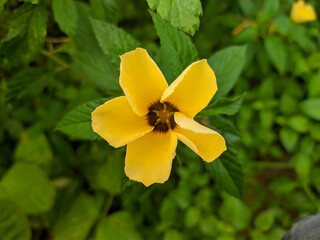 Damiana Flower (Turnera Diffusa) in Oil Palm Plantation in Borneo Tropical