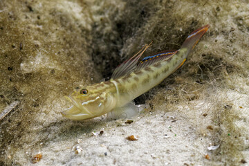 A small, colorful green Goby fish (Gobioidei) rests outside its burrow on the sandy bottom of a central Florida spring. Here he is caught in a yawn, displaying his large mouth.