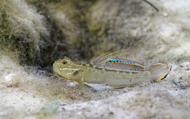A small, colorful male Goby fish (Gobioidei) rests outside its burrow on the sandy bottom of a central Florida spring. Note the intense spawning colors of his dorsal fin.
