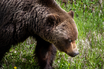 a big grizzly bear going about his day in Kananaskis country . 