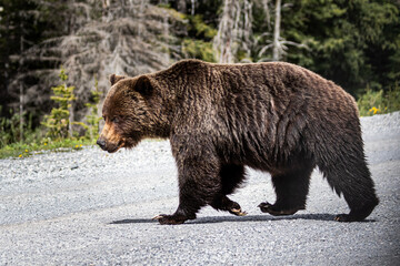 a big grizzly bear going about his day in Kananaskis country . 