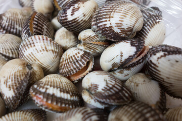 live cockle before boiling on a dish