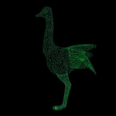 Wireframe polygonal ostrich