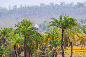 Fototapeta na wymiar group of fresh green palm trees at village