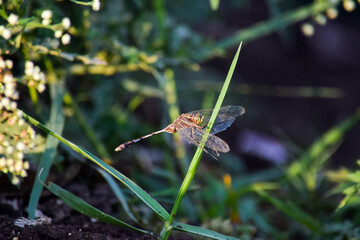 dragonfly outdoor on cool day