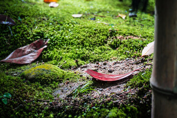 金沢の公園の岩に生える苔と落ち葉
