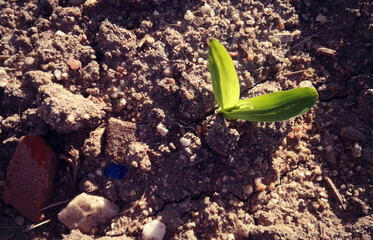 Intense natural green on terrain of brown ground. First cereal sprout of the Spanish countryside. Grown grain. Young corn growing. The future corn cobs of the new agricultural season.