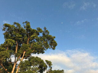 Blue Sky with the beautiful Australian forest showing large gum trees and shrubs