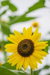 ヒマワリの花をアップ／Sunflower