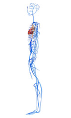 3d rendered medically accurate illustration of the Veins