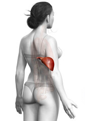 Naklejka premium 3d rendered, medically accurate illustration of female Liver Anatomy