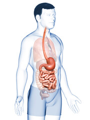 3d rendered, medically accurate illustration of a male stomach and small intestine