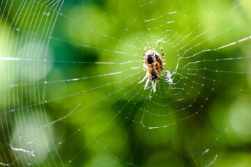 little spider on the web packs prey, holding it in its paws, on a green background, close-up
