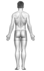 Fototapeta premium 3d rendered illustration of the male body