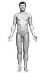 3d rendered illustration of the male body