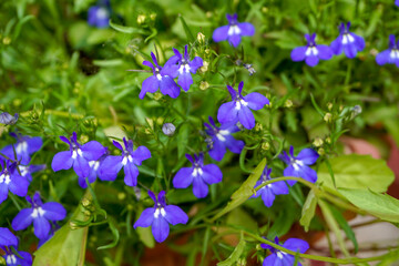 Lobelia, violet blue small bright flowers, home garden, floral green background                             