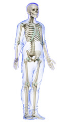 3d rendered, medically accurate illustration of a male skeleton system