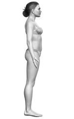 Fototapeta premium 3d rendered illustration of the female body