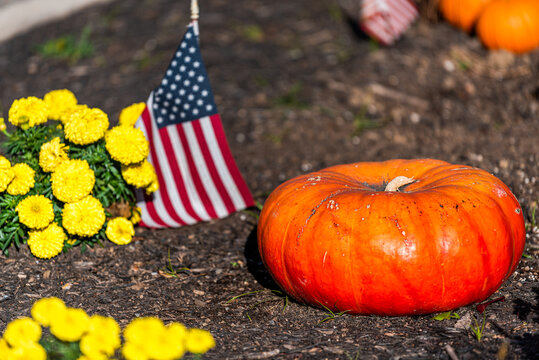 Outdoor Decorative Garden Orange Pumpkins And Plants Yellow Flowers Closeup In Autumn Fall Season In Virginia, United States And American Flag