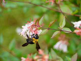 Japanese carpenter bee is sucking the nectar of glossy abelia in Fukuoka city, JAPAN. 