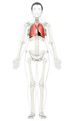 3d rendered, medically accurate illustration of a female lung anatomy