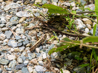 Brown locust - Patanga japonica - is on a ground, JAPAN.