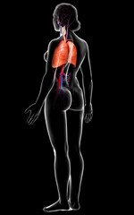 3d rendered, medically accurate illustration of a female lung anatomy