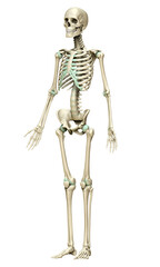 3d rendered, medically accurate illustration of the skeleton system