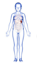 3d rendered, medically accurate illustration of a young girl Spleen Anatomy