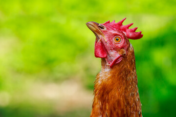 Portrait of a chicken in green grass